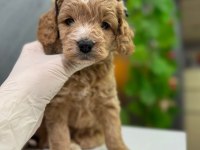 Mağazamızdan Maltipoo Yavrumuz