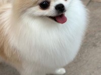 1 Yaşında Sıfır Burun Party Colour Dişi Pomeranian