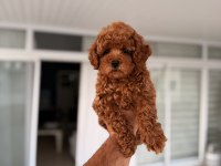 Mersin Pomeranian Boo Orjinal Yavrular