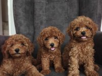 Toy poodle bebekler