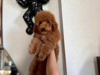 Erkek toy poodle