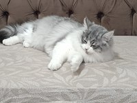 5 Aylık Maine Coon