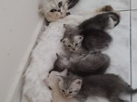 Silver British longhair anne ve siyam babanın yavruları