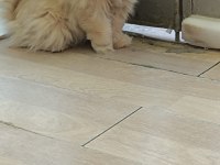 Erkek Kedimiz Latte Kısır Çipli