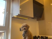 ACİL 3 AYLIK ERKEK TOY POODLE AŞILARI YAPILMIŞTIR