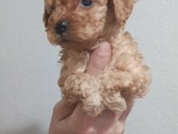 Maltipoo yavrular