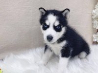 HUSKY SİBİRYA YAVRULARI