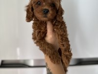 Redbrown toy poodle