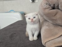 EV ORTAMINDA BÜYÜMÜŞ PREMIUM KEDİLER