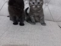 Yavru british longhair