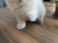 Sahiplendirme british longhair