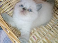 Mavi gözlü blue point yavru kediler