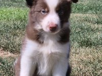Birinci Sınıf Safkan Border Collie Yavruları 