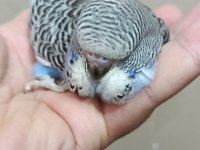 Jumbo erkek muhabbet kuşu bebek