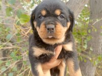 Rottweiler Yavrularımız