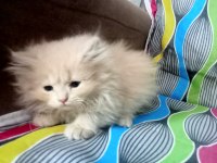Yavru british longhair