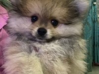 Pomeranian 2.5 aylık