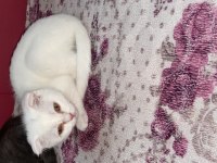 Evimizin scottish fold paşası çiko