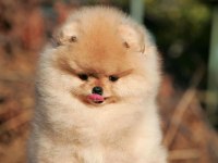 Şecereli Irk Garantili Pomeranian Boo Teddy Bear