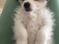 Yavru Morkie