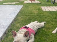 French Bulldog Köpeği