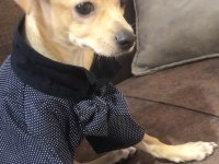 Safkan Orjinal Pinscher