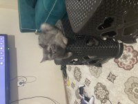 2 Yaşında Dişi Orjinal British Shorthair