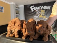 shoooowwww kalite toy poodle yavrular ankara mağazamızda