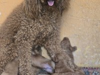 Giant (dev) poodle yavruları burkemden