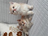 Nadir Renk Cy Bebek Kediler