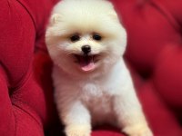 Gülen yüz pomeranian