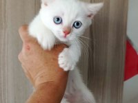 British shorthair yavru