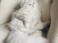 British longhair 1 yaşında