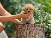 Aşılı Ve Çiş Pedi Eğitimli Maltipoo Bebekler