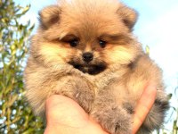 Güzellik abideleri pomeranian köpekler