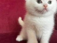 Scottish straight shorthair