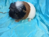 Üreticisinden Safkan Coronet Bebek Ginepig