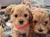 Maltipoo Yavrularımız