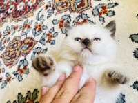 British Shorthair Yavrumuza yuva arıyoruz