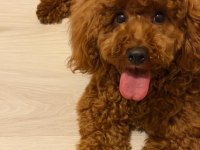Toy poodle oğlumuz 10 aylık