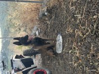 9 aylık orijinal ve eğitimli Belçika malinois