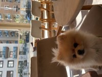 Pomeranian boo köpeğimiz 2 yaşında
