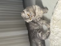 Scottish fold bal kızım