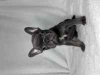 MAVİ GÖZ A KALİTE FRENCH BULLDOG YAVRULAR