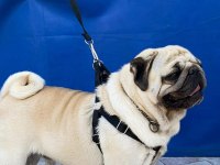 Gül Kuyruk Hamburger Surat Pug Mops