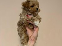 IRK GARANTİLİ MALTİPOO YAVRULARI