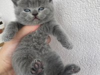 British shorthair kedimiz