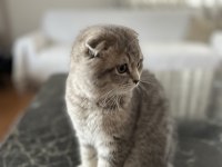 Scottish fold ve straight YAVRU 3 aylık