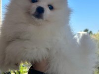 Show kalite pomeranian yavrular