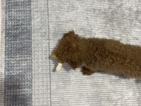 Aşılı Çipli Karneli Toy Poodle 5 Aylık